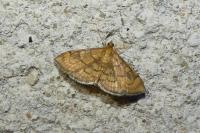 Anania verbascalis