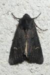 Aporophyla nigra
