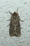 Asteroscopus sphinx