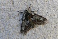 Biston strataria