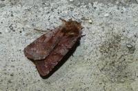 Cerastis rubricosa