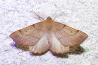 Colotois pennaria
