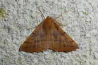 Colotois pennaria