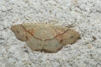 Cyclophora punctaria