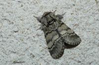Drymonia ruficornis