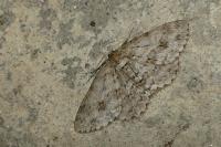 Ectropis crepuscularia