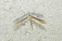 Emmelina argoteles/monodactyla