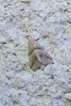 Eublemma parva