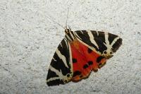 Euplagia quadripunctaria