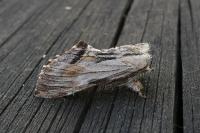 Harpyia milhauseri