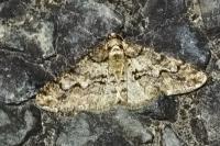Agriopis leucophaearia
