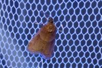 Tortricodes alternella