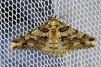 Agriopis leucophaearia