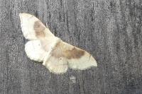 Idaea degeneraria