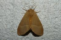 Lasiocampa quercus