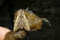 Lithophane semibrunnea