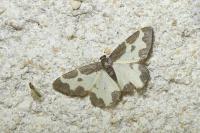 Lomaspilis marginata