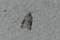 Nycteola siculana