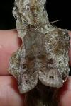 Orthosia incerta