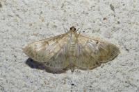 Patania ruralis