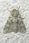Polymixis flavicincta