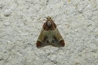 Pyralis farinalis