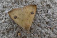 Rivula sericealis