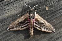 Sphinx ligustri