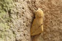 Spilarctia lutea