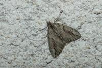 Thera cupressata