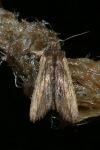 Lithophane semibrunnea