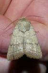 Charanyca trigrammica