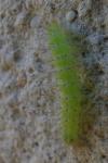 Emmelina argoteles/monodactyla
