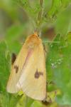 Diacrisia sannio