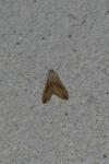 Evergestis forficalis