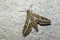 Hyles livornica