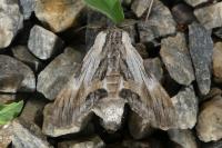 Harpyia milhauseri