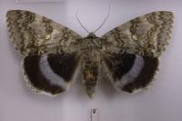 Catocala fraxini