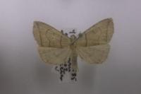 Herminia grisealis