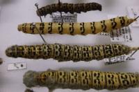Cucullia verbasci