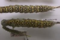 Cucullia verbasci