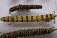 Cucullia lychnitis