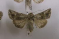 Calophasia lunula
