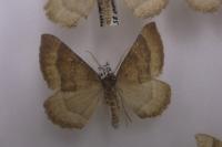 Larentia clavaria