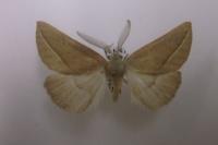 Compsoptera opacaria