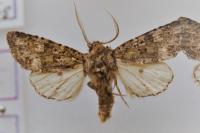 Polymixis lichenea