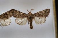Polymixis lichenea