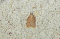 Carcina quercana