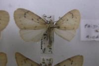 Paidia rica