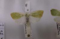 Earias clorana